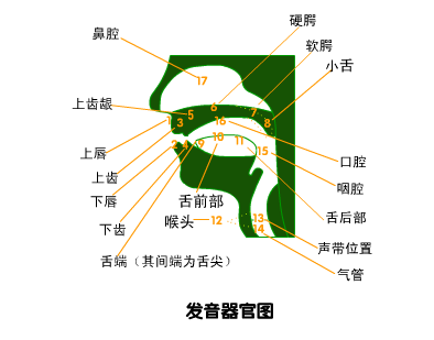 怎样练习口腔发音器官的功能？